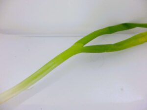 長ネギ