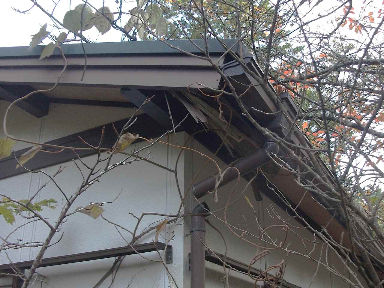 軒天