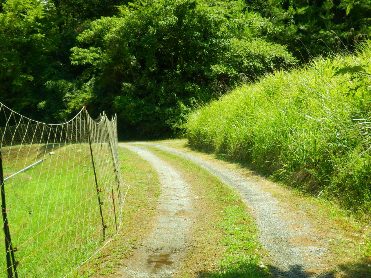 別荘地への進入路